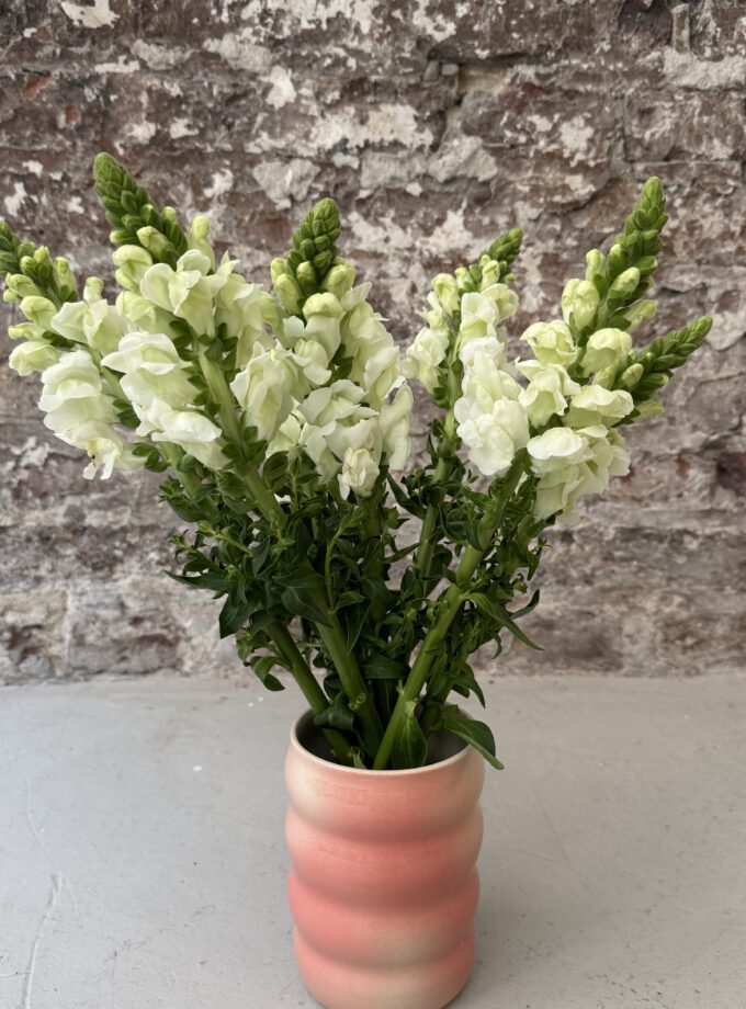 FADE / BLUSH / VASE